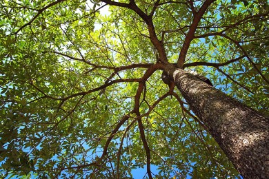 Telefónica plantará 1 billón de árboles con el Foro Económico Mundial